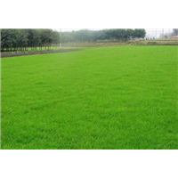 广东中山草皮基地批发价格 