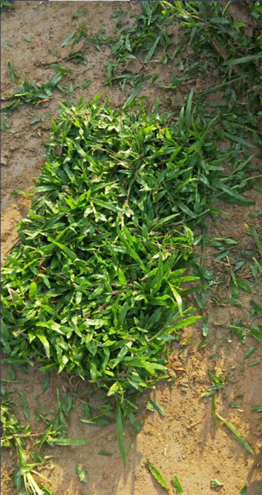 广州增城大叶油草卷基地批发价格