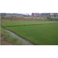 中山草坪基地批发价格