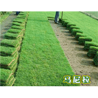 广州增城马尼拉草卷基地批发价格