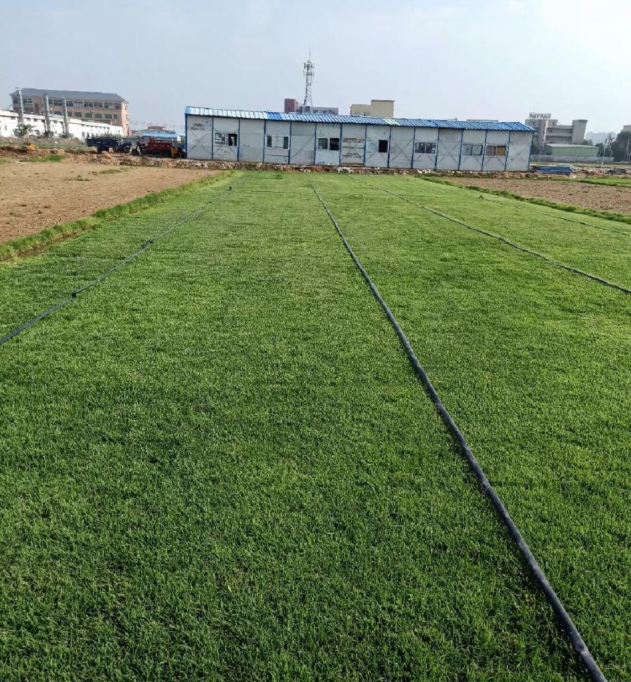 广州增城兰引3号草皮基地批发价格