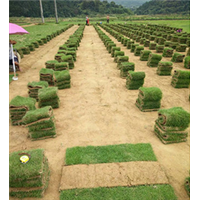广州增城马尼拉草基地批发价格