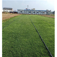 广州增城兰引3号草皮基地批发价格