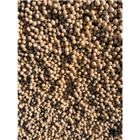 黄豆102