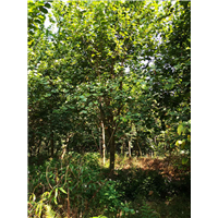 广东清远宫粉紫荆批发基地