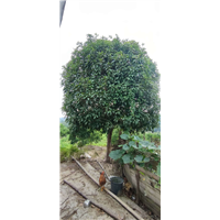 广东清远桂花树批发基地 