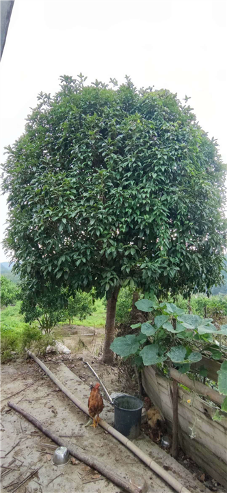 广东清远桂花树批发基地 