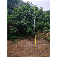 广东清远黄皮树批发基地 