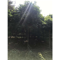 广东清远假萍婆批发基地