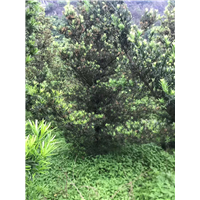 广东清远罗汉松批发基地 