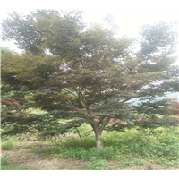宁波红枫苗批发电话 