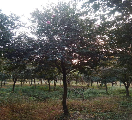 宁波茶梅苗基地电话宁波绿化苗木公司哪家好 