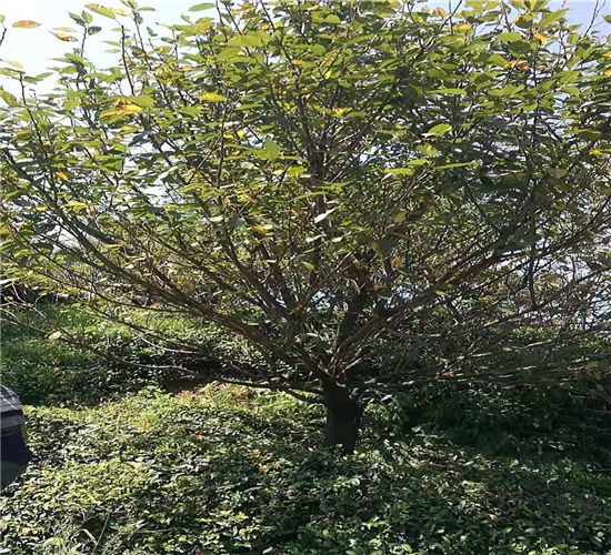 宁波樱花苗基地电话宁波苗木公司哪家好 