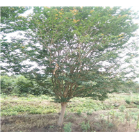 宁波紫薇苗批发宁波绿化苗木公