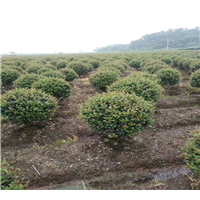 宁波茶梅球批发价格宁波苗木报价电话 