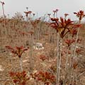 花椒形态特征 
