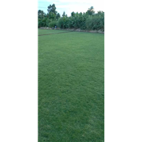 广东清远大叶油草种植基地