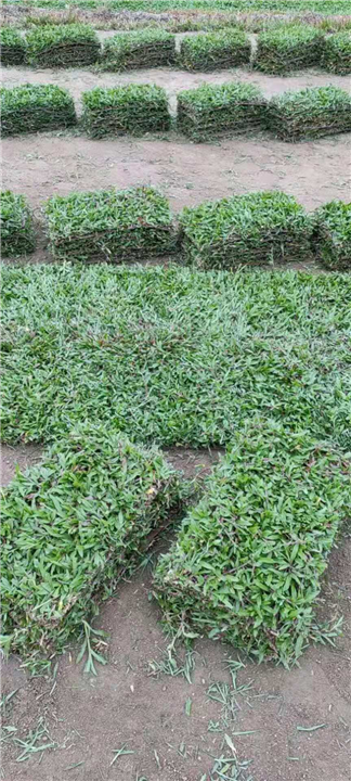 广东清远大叶油草批发基地