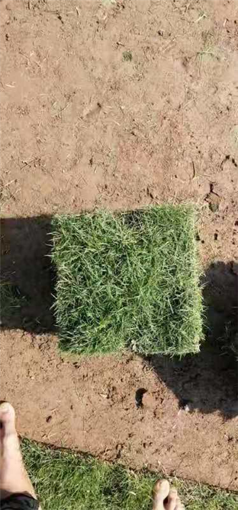 广东台湾草种植基地价格优惠