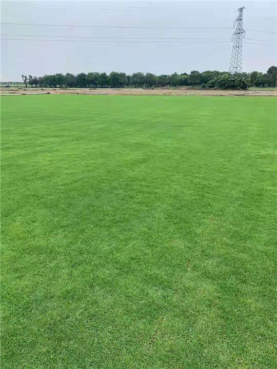 夏威夷草广东兴合湘粤草场批发基地