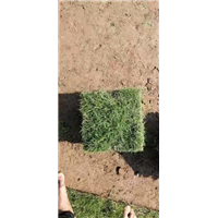 广东马尼拉草皮基地批发
