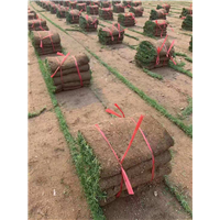大叶油草的价格