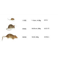 南昌老鼠防制南昌灭鼠 