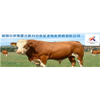 西门塔尔牛