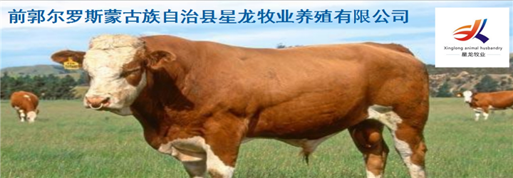 西门塔尔牛 