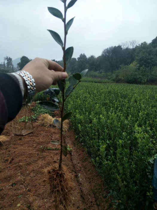 湘潭油茶苗种植哪家强