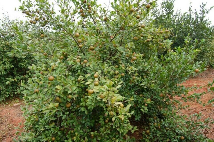 河南嫁接油茶苗多少钱一株