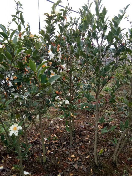 湖南优良嫁接油茶苗长期低价出售