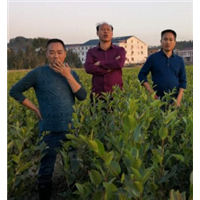 贵州油茶苗如何种植