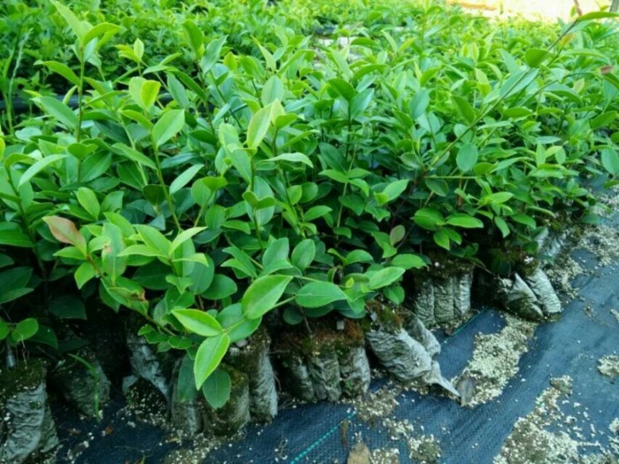 健坤林业贵州良种嫁接油茶苗