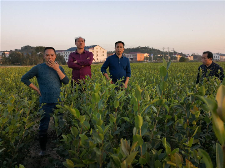 湖南15公分油茶苗种植批发