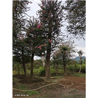 湖南15公分紫薇基地批发 