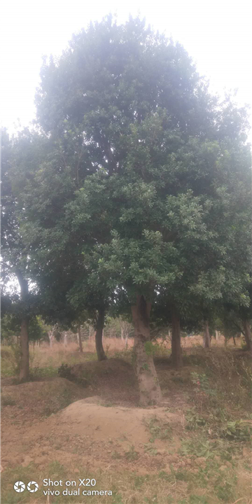 湖南杨梅树a长沙杨梅树 