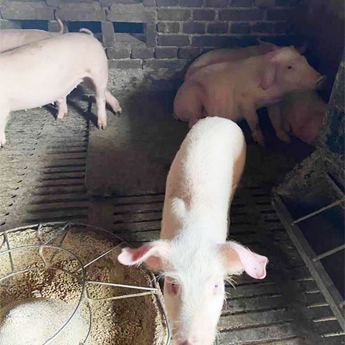 生猪养殖 