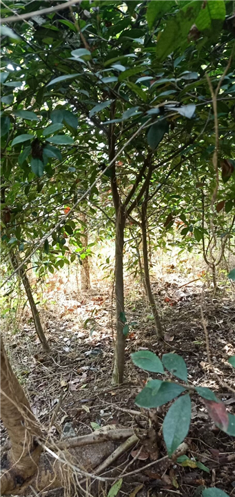 江苏哪里有苹果树苗批发 