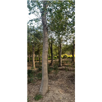 沭阳哪里有朴树批发