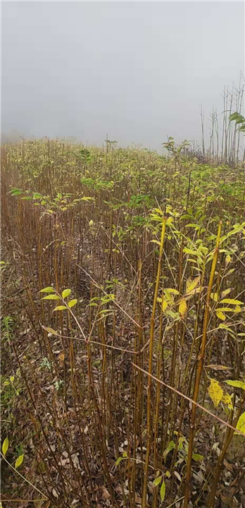 湖北恩施黄柏批发