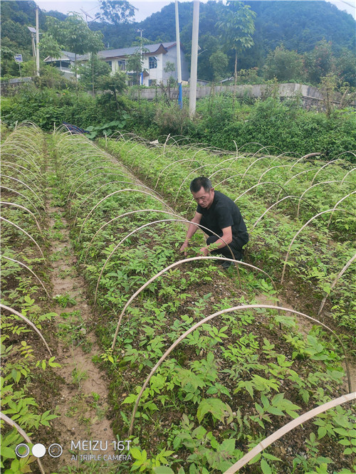 湖北恩施青钱柳批发 