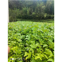 湖北恩施马褂木批发