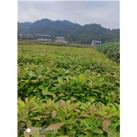 湖北恩施红豆杉批发