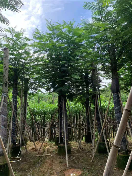 揭阳蓝洋楹a揭阳蓝洋楹批发 