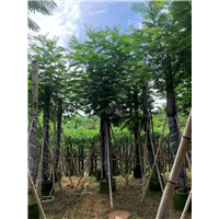 揭阳蓝洋楹a揭阳蓝洋楹批发