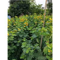 揭阳常年供应黄花槐基地直销大量出售 