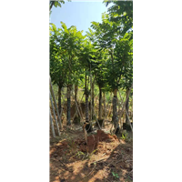揭阳本地火焰木树苗高1米移栽树工程绿化行道树 
