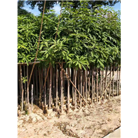 揭阳5公分非洲芒果苗基地直销大量批发 