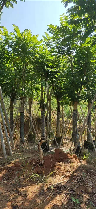 揭阳本地火焰木树苗高1米移栽树工程绿化行道树 